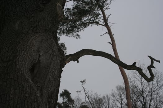 Old oaken tree
