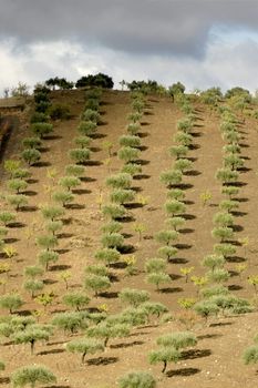 Lined olive strees on a hill by morning sun