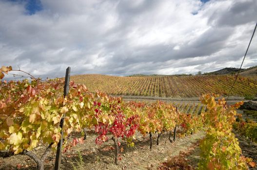 vineyards in autumn colors