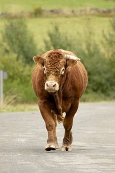 Brown bull walking down the road