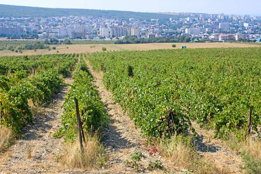 Vineyards in  background city, Krasnodar Region.Russia.