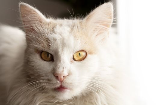 Portrait of white Turkish angora cat