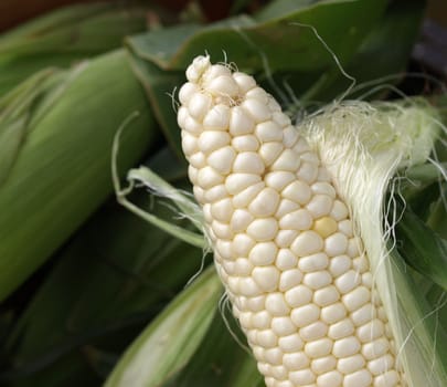 Closeup ear of corn for sale at a farmers market
