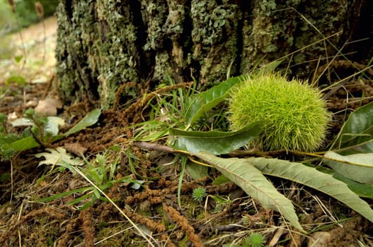 fallen spliked chestnuts fallen near a chestnut tree