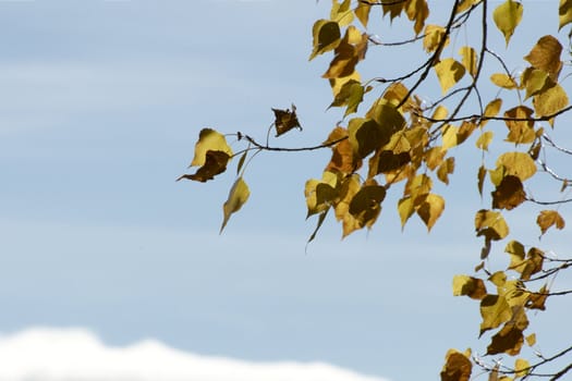 yellow poplar leaves blown by the wind with blue sky