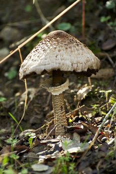 Mushroom growing between fallen autumn leaves