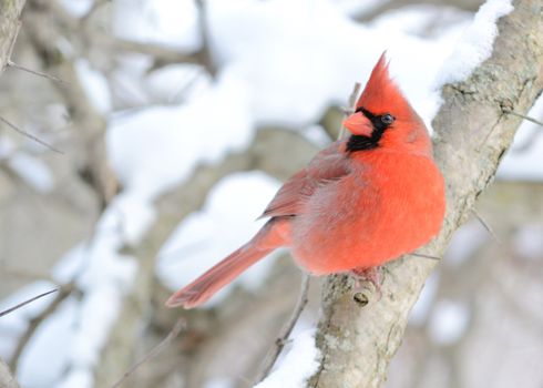 A male cardinal perched on a tree branch.