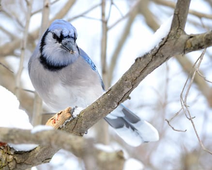 A blue jay perched on a tree branch.