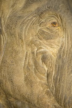 elephant detail photo, focused eye, high contrast