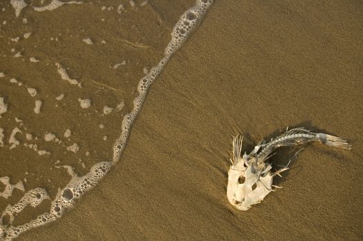 dead fish bones stranded on sand, ocean water