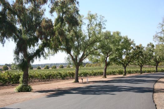 Grape vineyard driveway with weeping willow trees