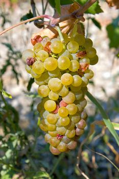 Llight grape cluster close to  background of  vineyard.An image with shallow depth of field.