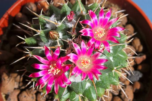 Cactus with blossoms on a dark background (Mammillaria).An image with shallow depth of field.