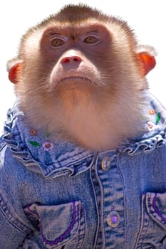 Monkey in clothing closeup, isolated on  white background.