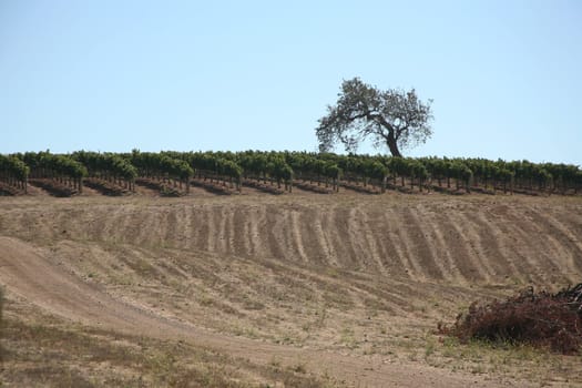 Grape vineyard in sunny Southern California