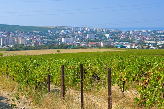 Vineyards against  backdrop of mountains and city, Krasnodar Region, Russia.
