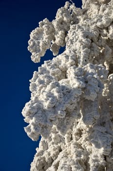 Spruce branches covered with snow against the blue sky. Snowy winter.