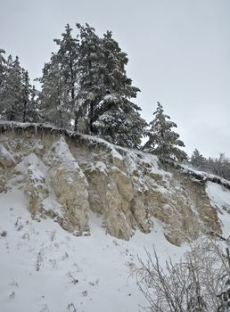 Pine forest on the rock. Branches covered with snow. Cloudy weather.