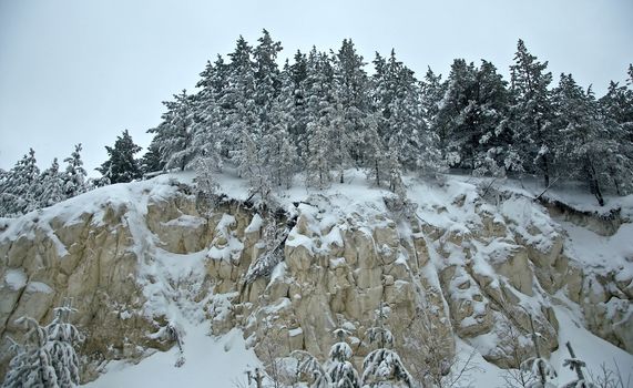 Pine forest on the rock. Branches covered with snow. Cloudy weather.