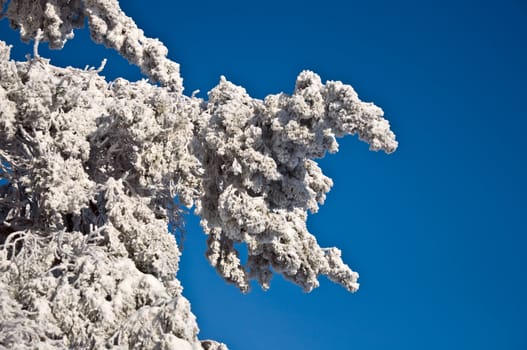 Spruce branches covered with snow against the blue sky. Snowy winter.