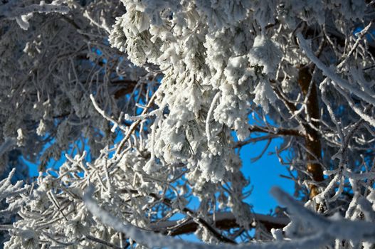 Spruce branches covered with snow against the blue sky. Snowy winter.