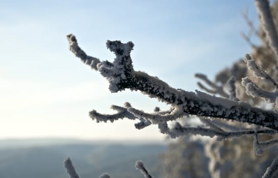 Tree branches covered with snow against the blue sky. Snowy winter.