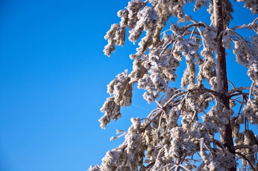 Spruce branches covered with snow against the blue sky. Snowy winter.