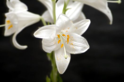 Close up of a white lily, with other lilies on a black background