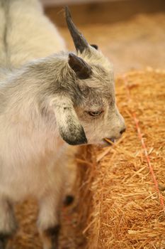 Grey and white goat eating a bale of straw