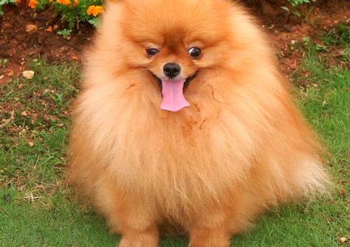 Happy face dog,Taken in the park