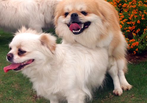 Happy face dog,Taken in the park