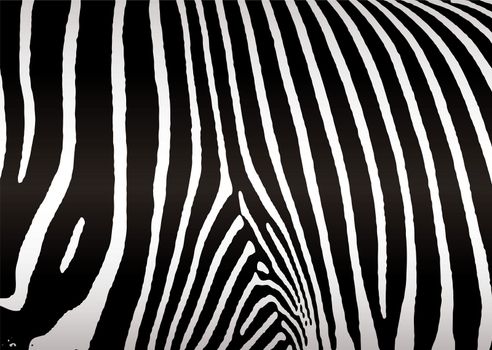 Black and white zebra skin or hide that makes ideal background