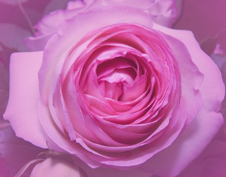 Close up of pink rose with blurred background