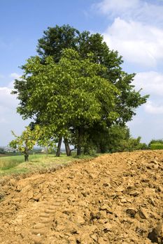 Landscape of meadows with trees and blue sky