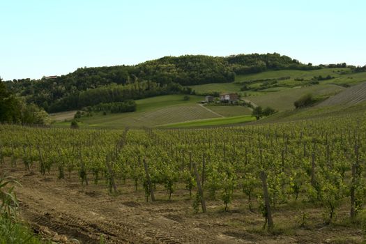 Sweet hills and valley with vines, spring