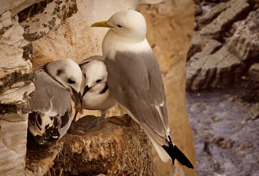 A female Kittiwake with her two Chicke at Bempton Cliffs in Yorkshire, England.
