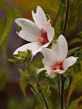 The Lavarera is a small bush about two feet high.