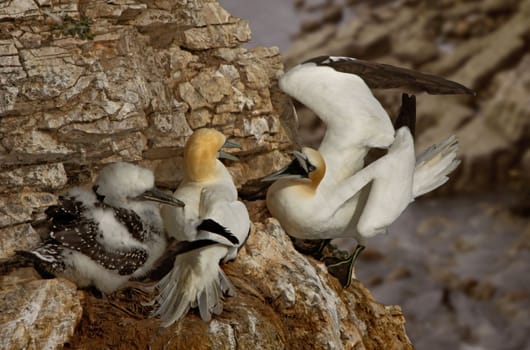 A male Northern Gannet returns to the nest at Bempton Cliffs on the Yorkshire coast in England. Gannets often roam a hundred miles when searching for shoals of fish. 