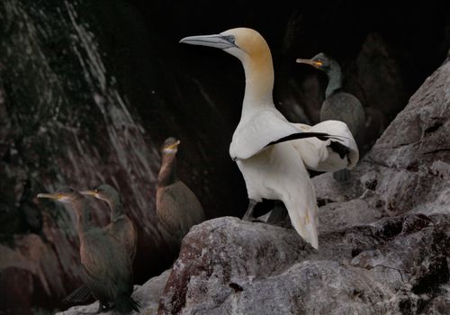 A Northern Gannet on Bass Rock in The Firth of Forth, Scotland, surrounded by adult Shags.