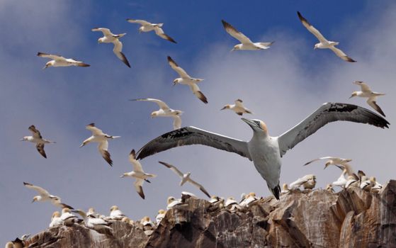 Northern Gannets gather together during the breeding season on Bass Rock, an island in the Firth of Forth, near Edinburgh in Scotland.