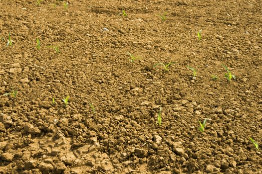 Close up of a field with plants growing up
