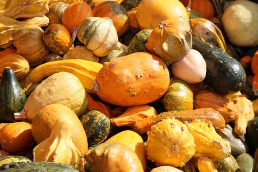 Multiple colorful gourds ready for the holidays