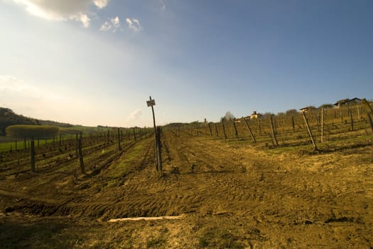 Rural landscape of a vine in Italy