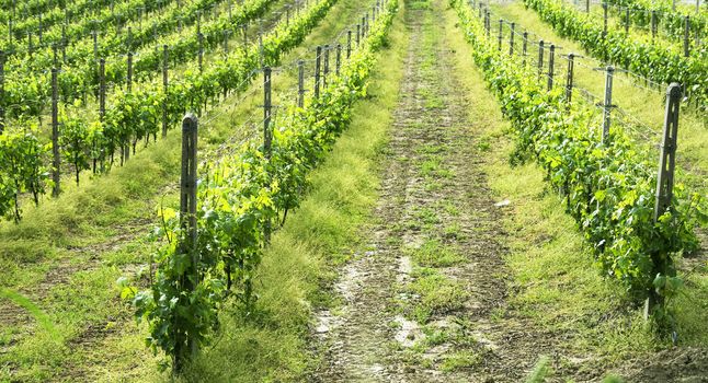 Regular vine of Grignolino, Italian hill