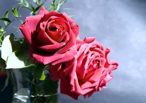 Close up of two roses in a bowl full of water