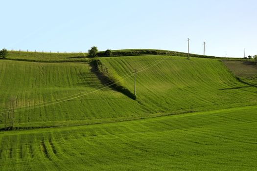 A green grass field with blue sky