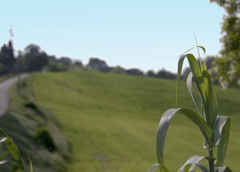 Close up of reed with blurred field of grass in the background