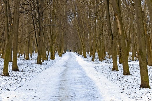 Alley in winter park, covered with snow