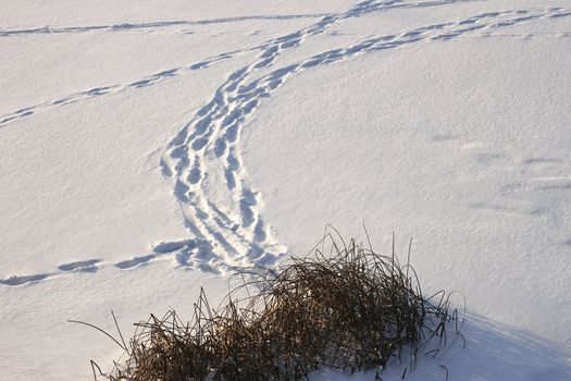 Traces on ice covered with snow. The coastal vegetation in the foreground