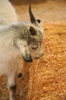 Grey and white goat eating a bale of straw